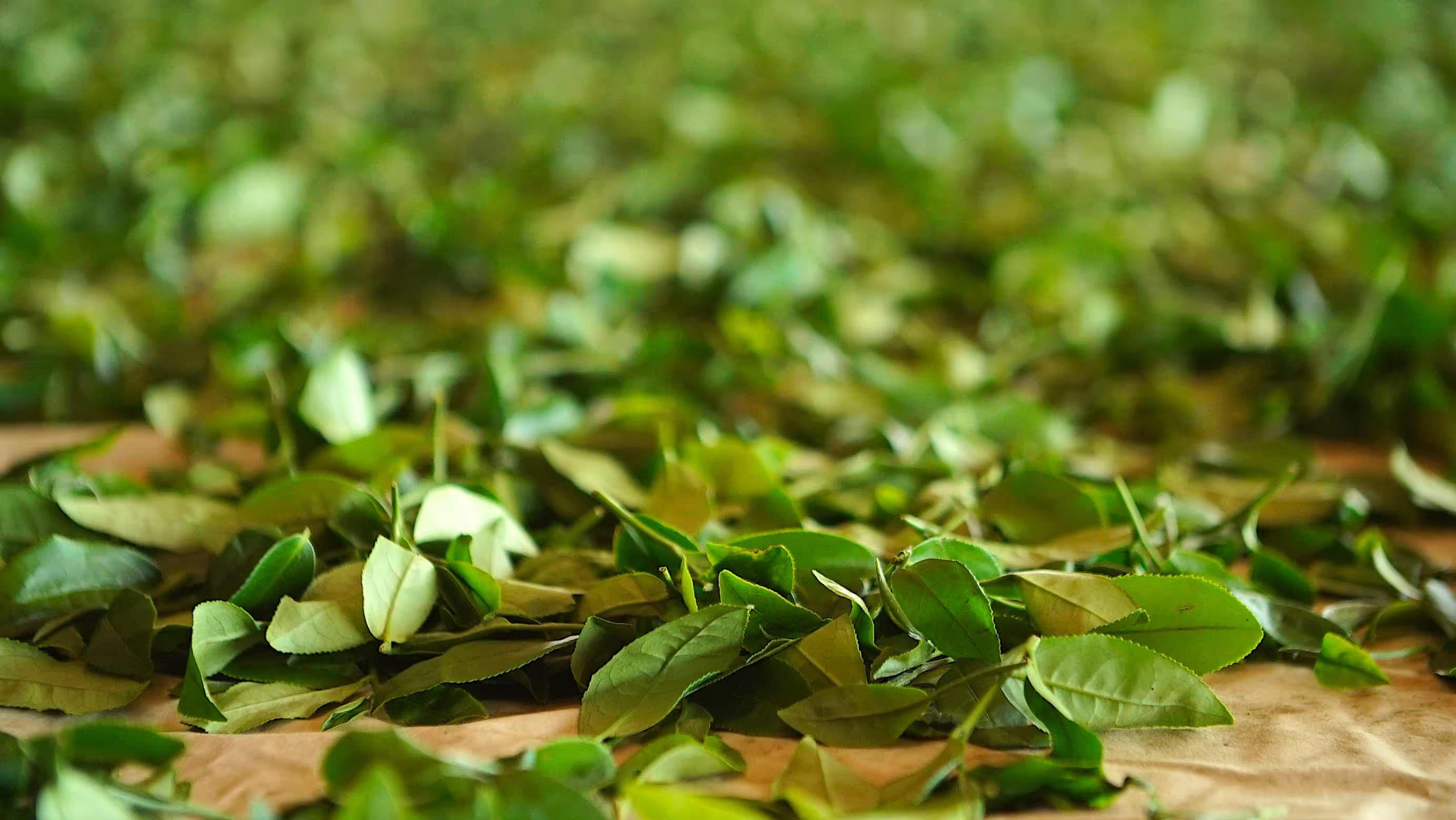Freshly picked tea leaves