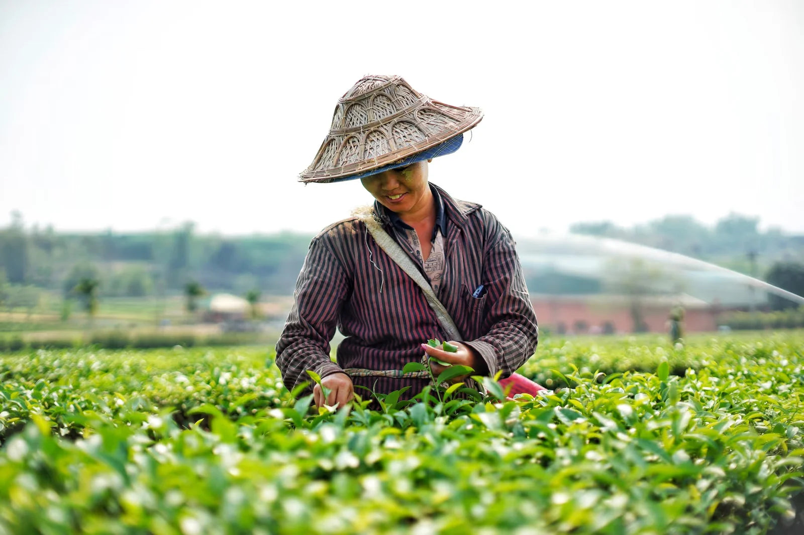 A tea picker gathering fresh leaves among rows of tea plants